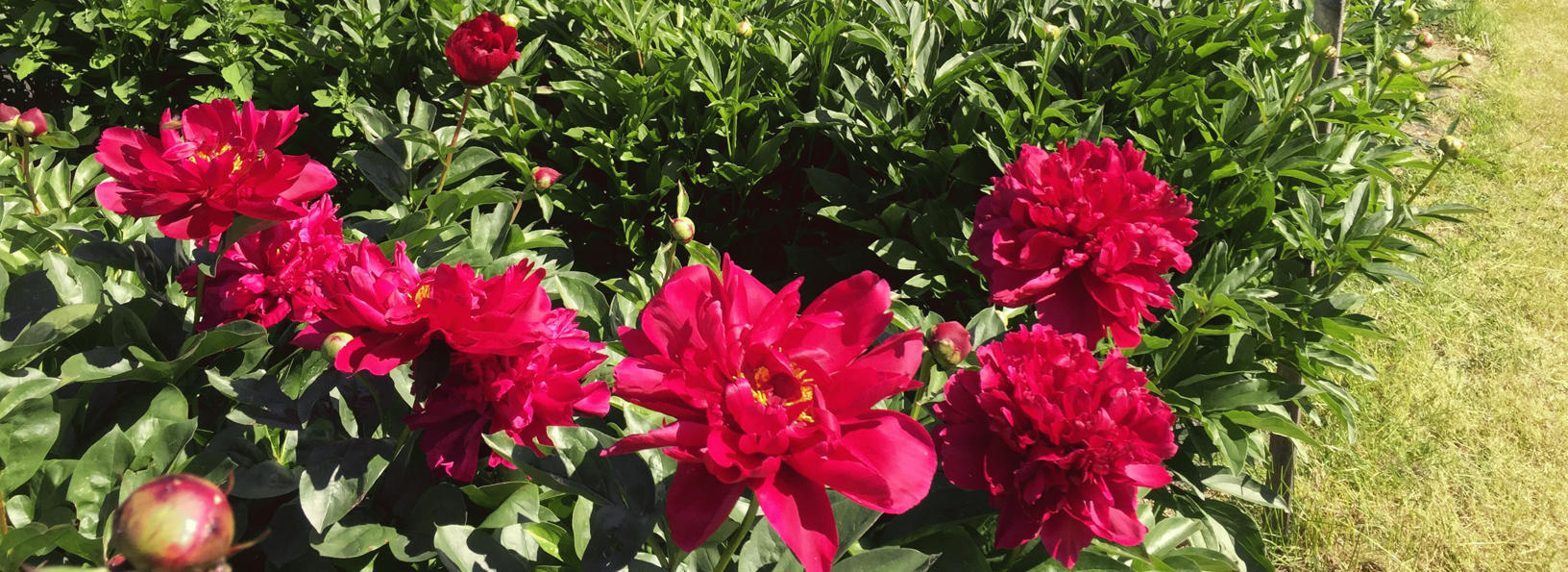 Insect Integrated Pest Management Strategies for Peony Production