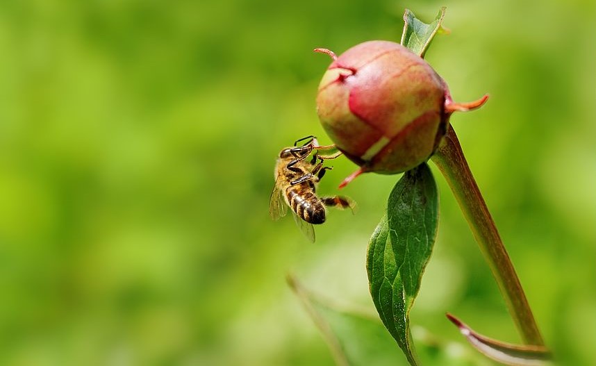 Honey bee sipping nectar from a peony bud. Photo by Ratikova. 